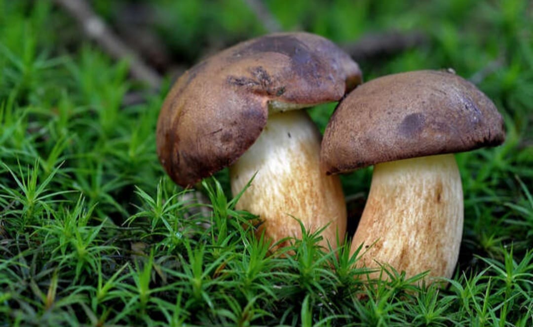 Steinpilze
