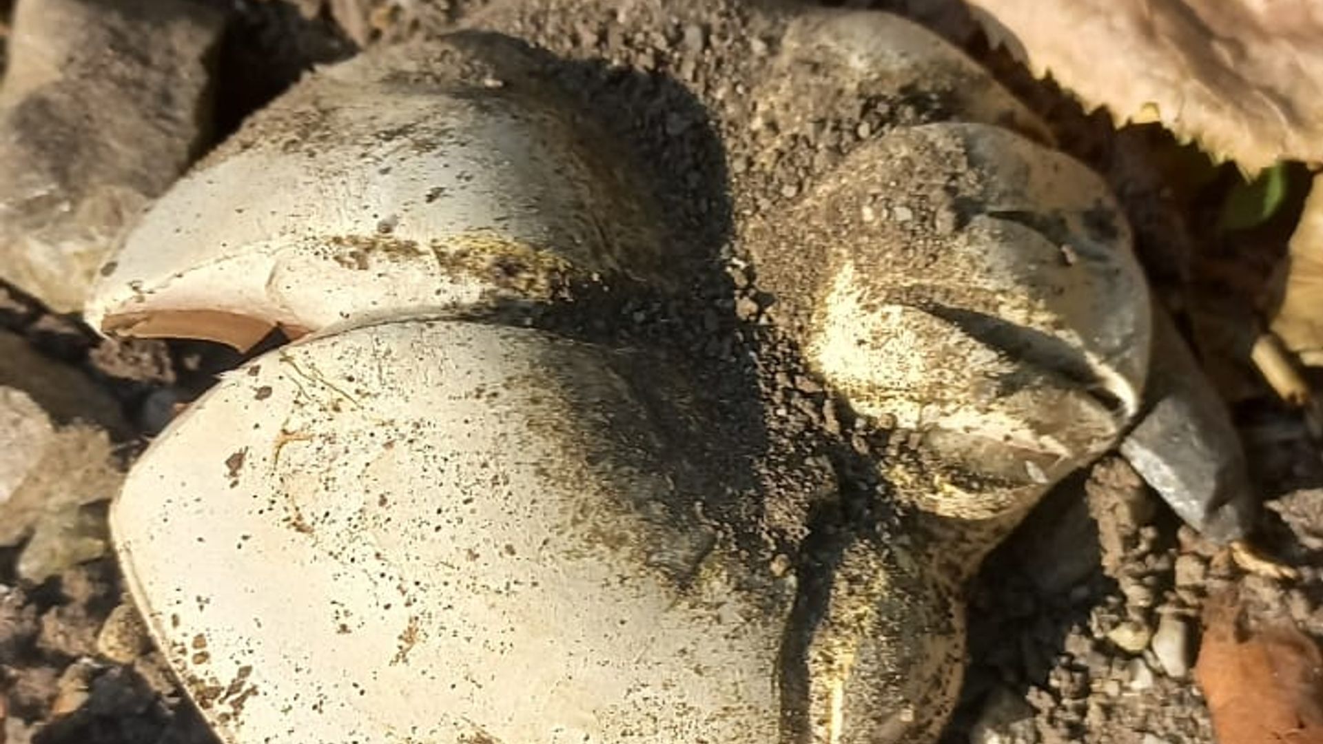 Stadtchampignon (Blog Trockenheit)