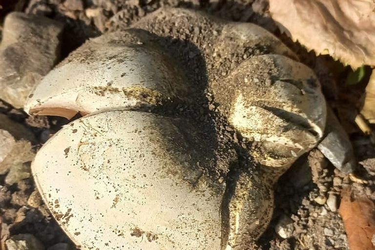 Stadtchampignon (Blog Trockenheit)